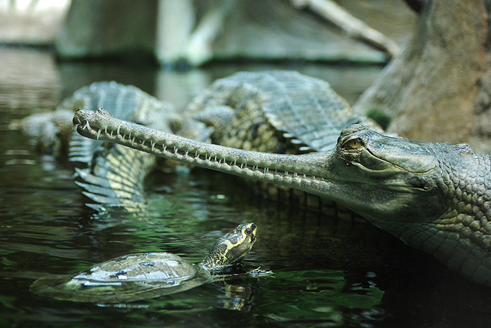 1gavial.jpg